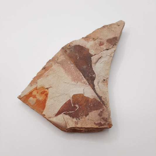 Leaf Fossil