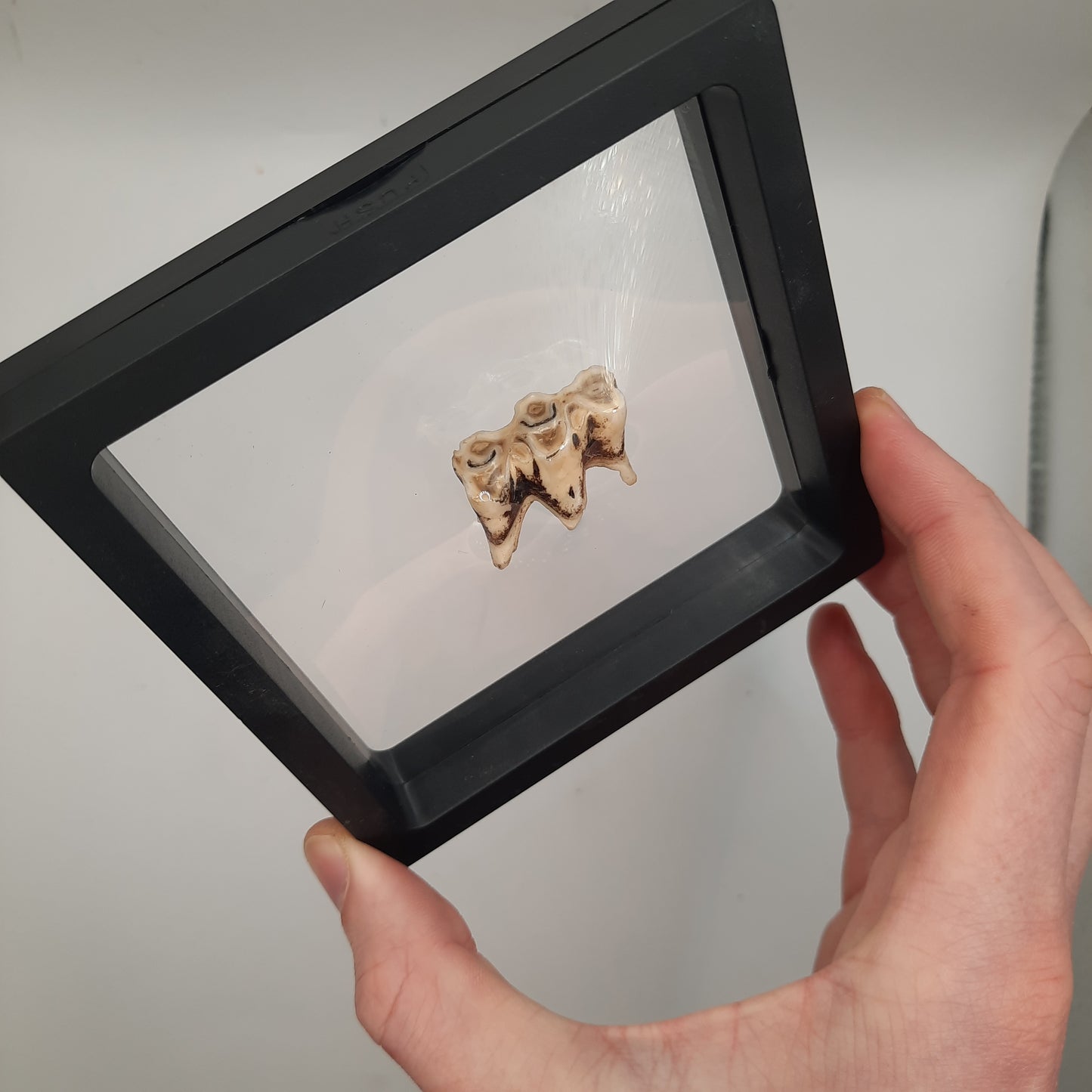 Framed Cows Teeth