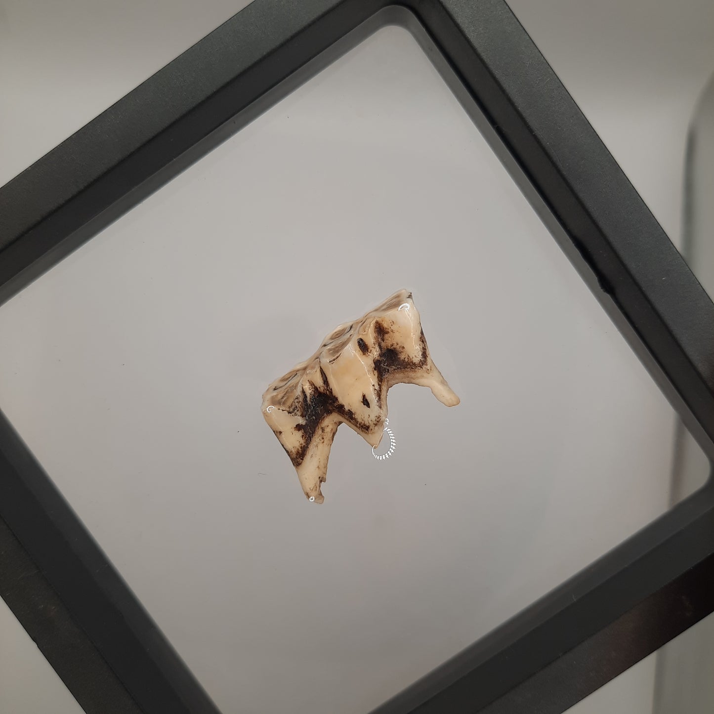 Framed Cows Teeth