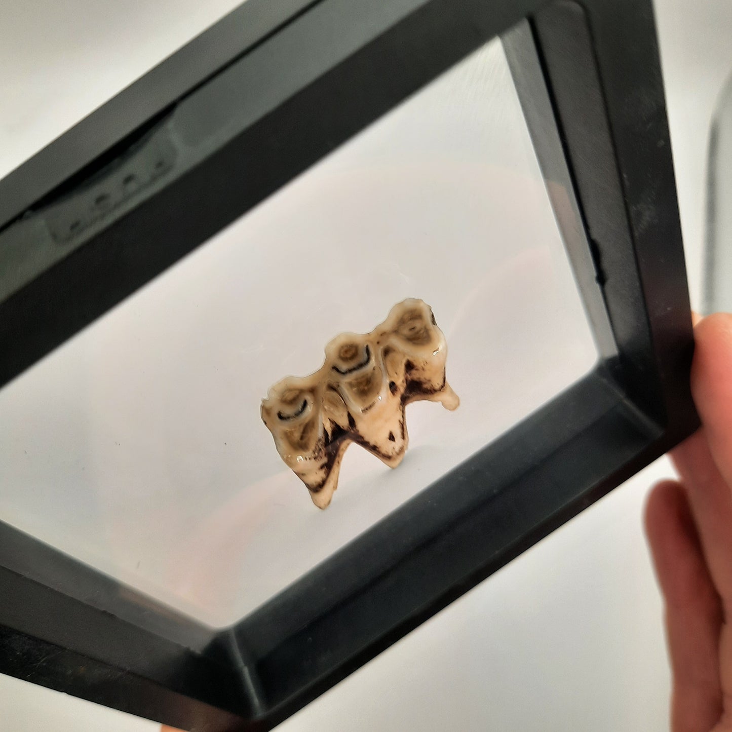 Framed Cows Teeth