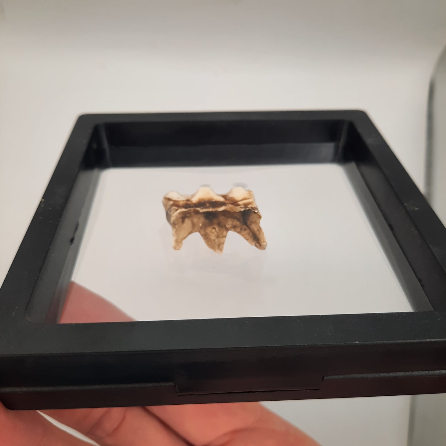 Framed Cows Teeth