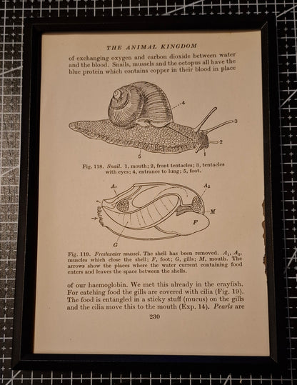 Framed Animal Related Diagrams