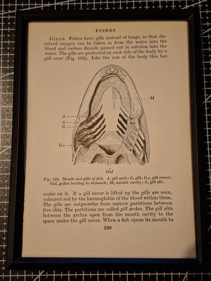 Framed Animal Related Diagrams