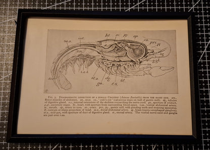 Framed Animal Related Diagrams