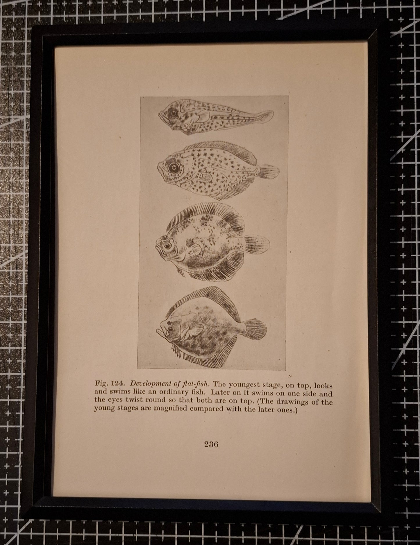 Framed Antique Pages