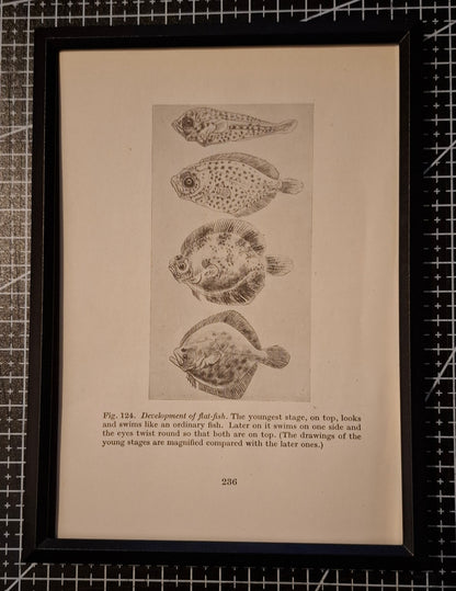 Framed Antique Pages