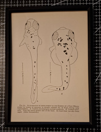 Framed Animal Related Diagrams