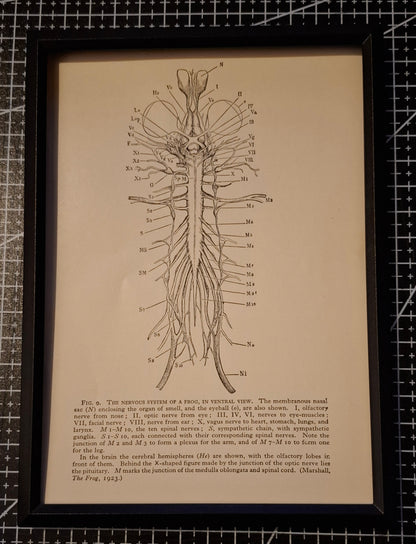 Framed Animal Related Diagrams