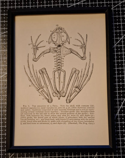 Framed Animal Related Diagrams