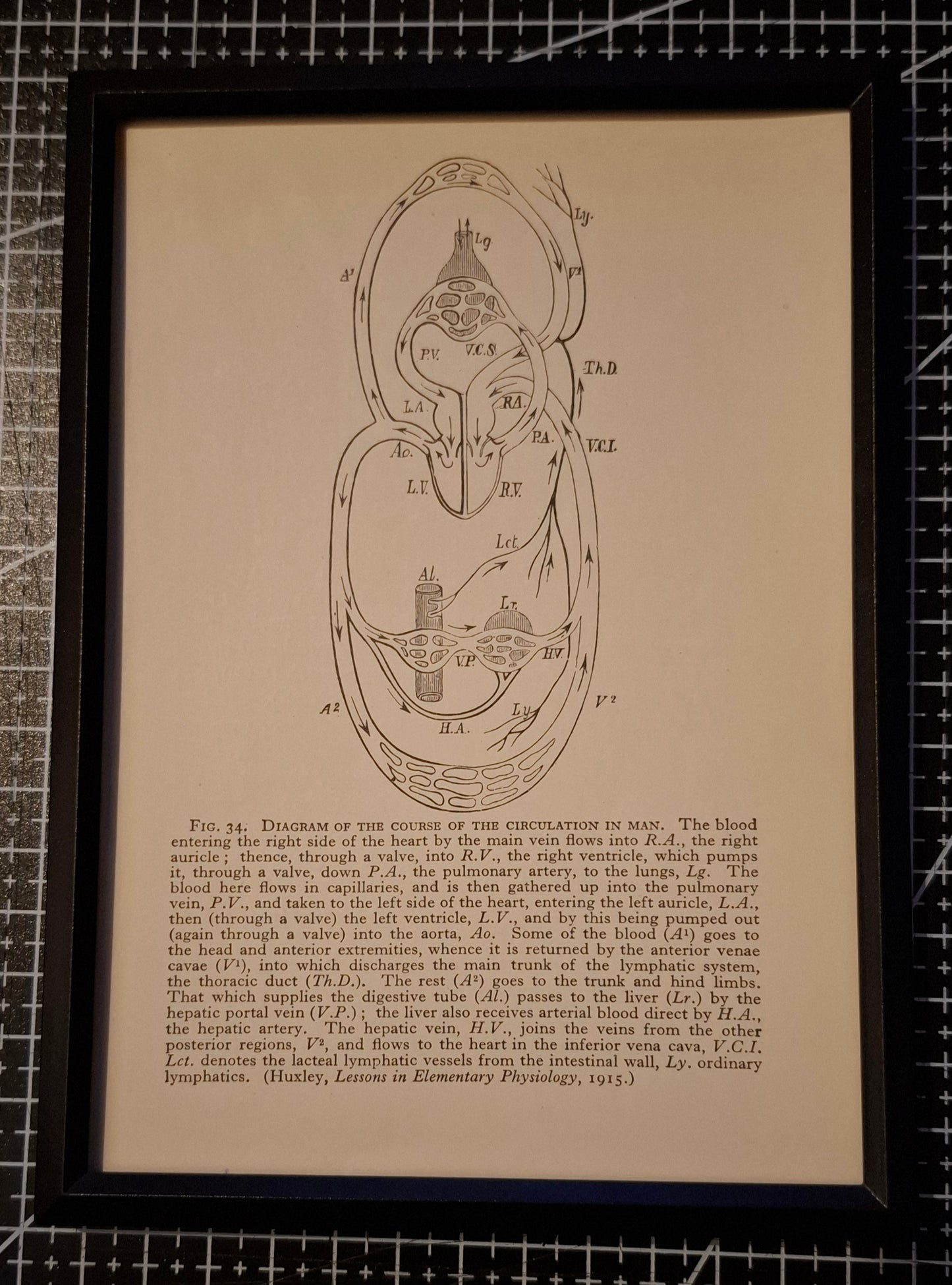 Framed Antique Pages