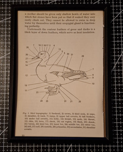 Framed Animal Related Diagrams