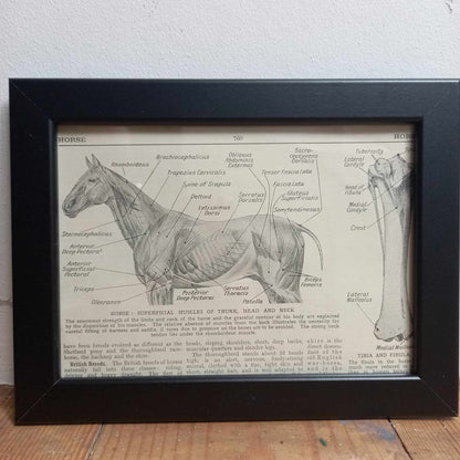 Framed Animal Related Diagrams