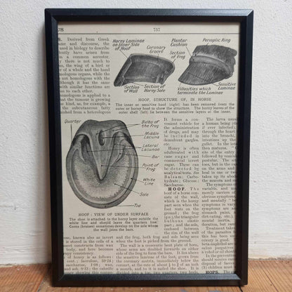 Framed Animal Related Diagrams