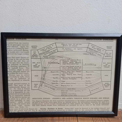 Framed Animal Related Diagrams