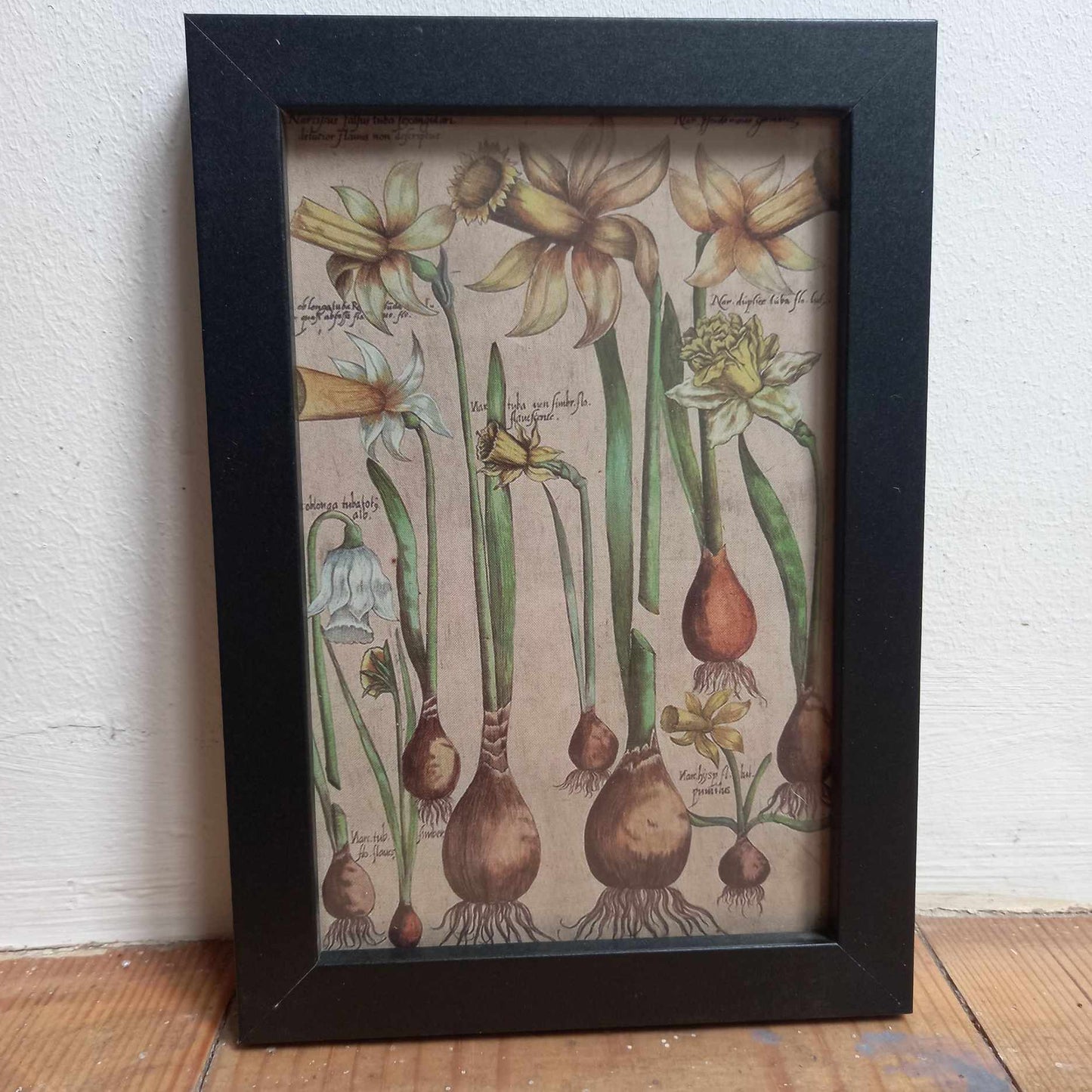 Framed Illustrations (Anatomical and more)