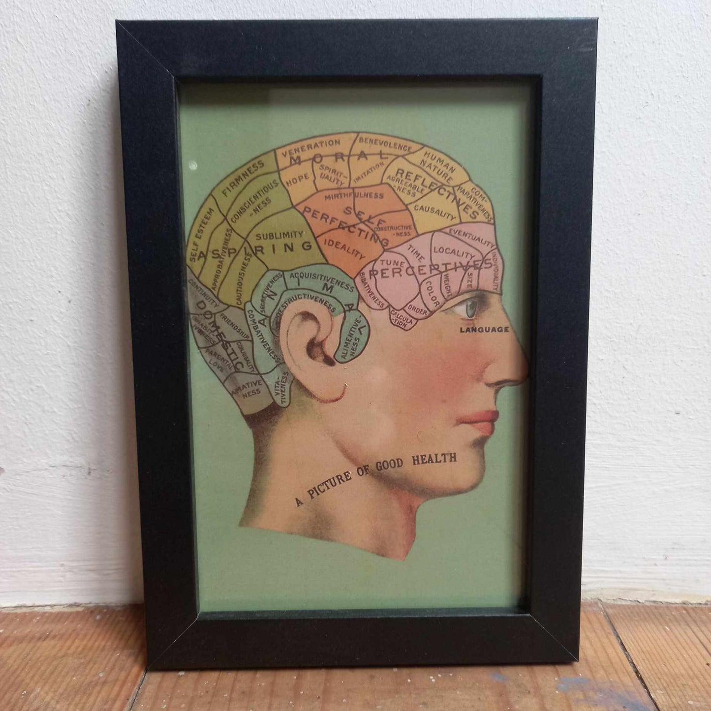 Framed Illustrations (Anatomical and more)