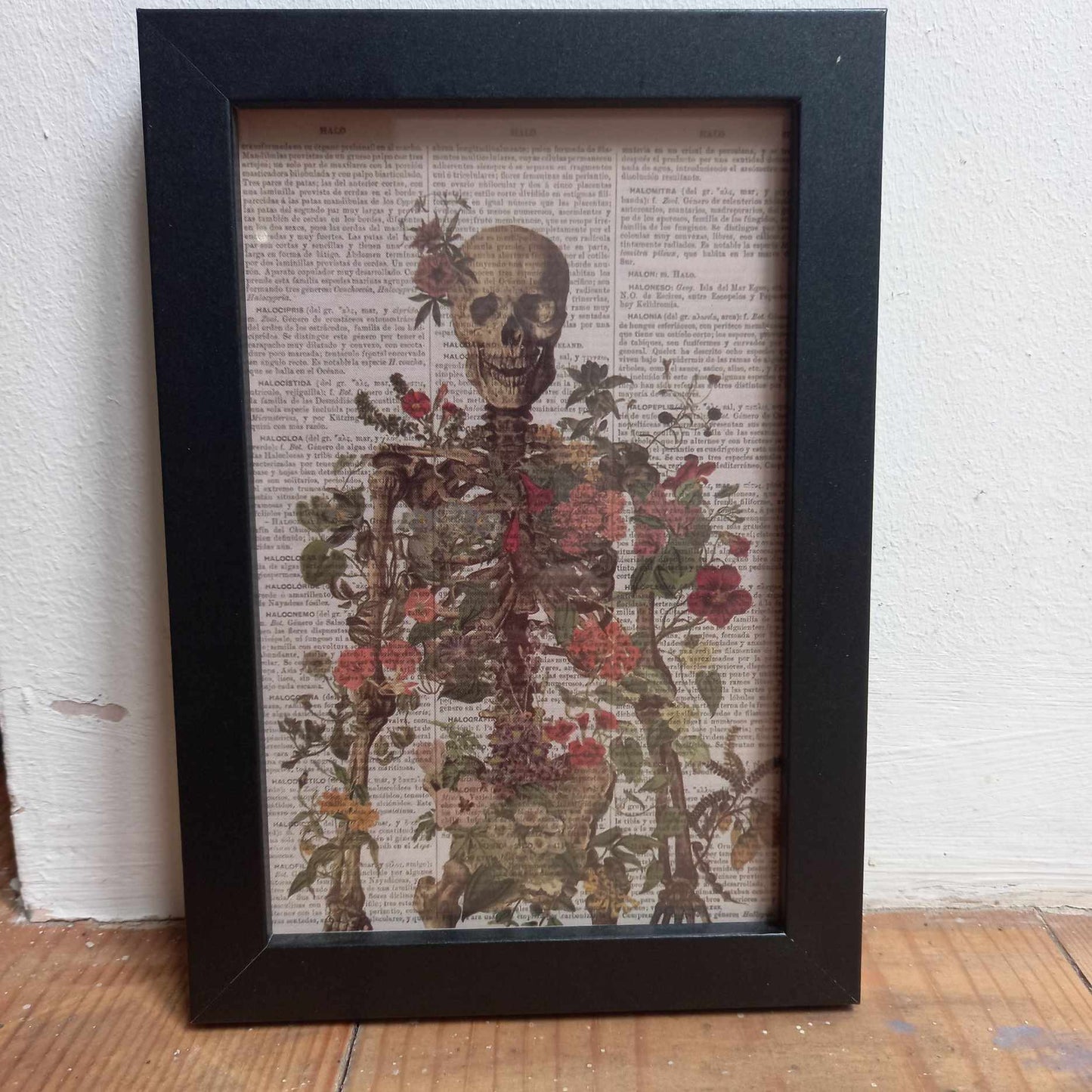 Framed Illustrations (Anatomical and more)