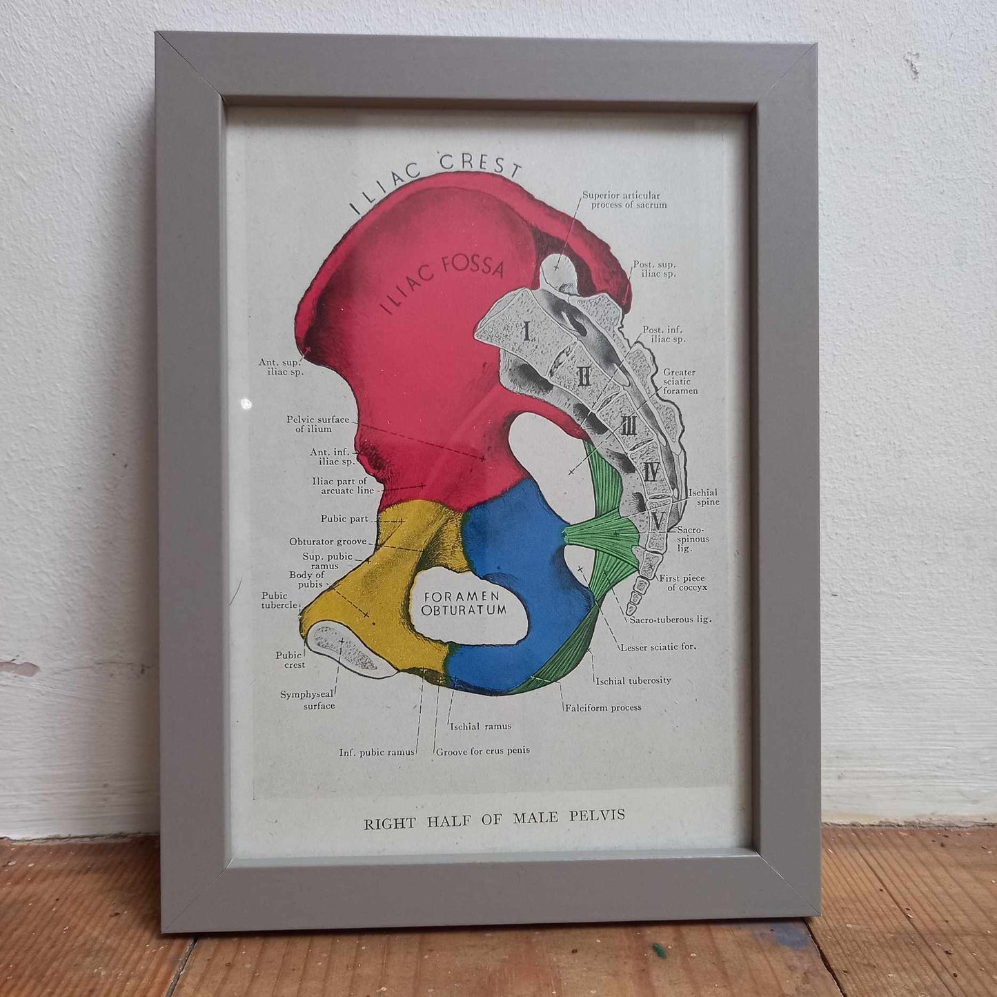 Antique Coloured Anatomical Diagrams