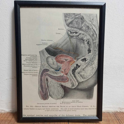 Framed Diagrams From Antique Biology book