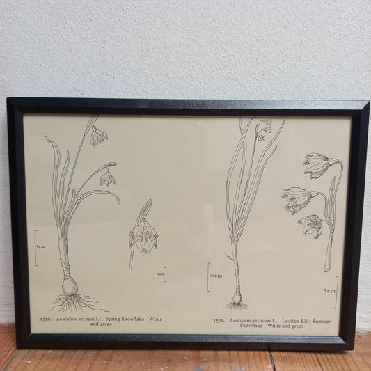 Framed UK Flower Illustrations