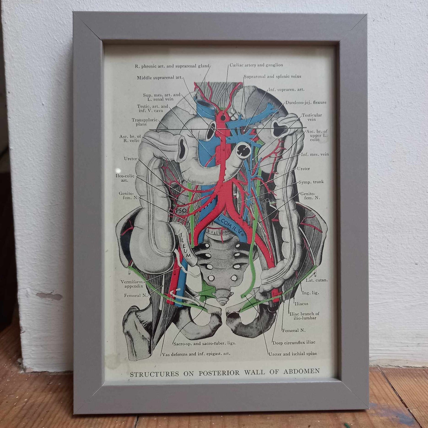 Antique Coloured Anatomical Diagrams (Framed)