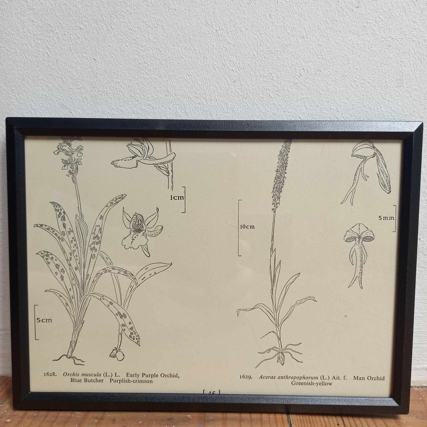 Framed UK Flower Illustrations