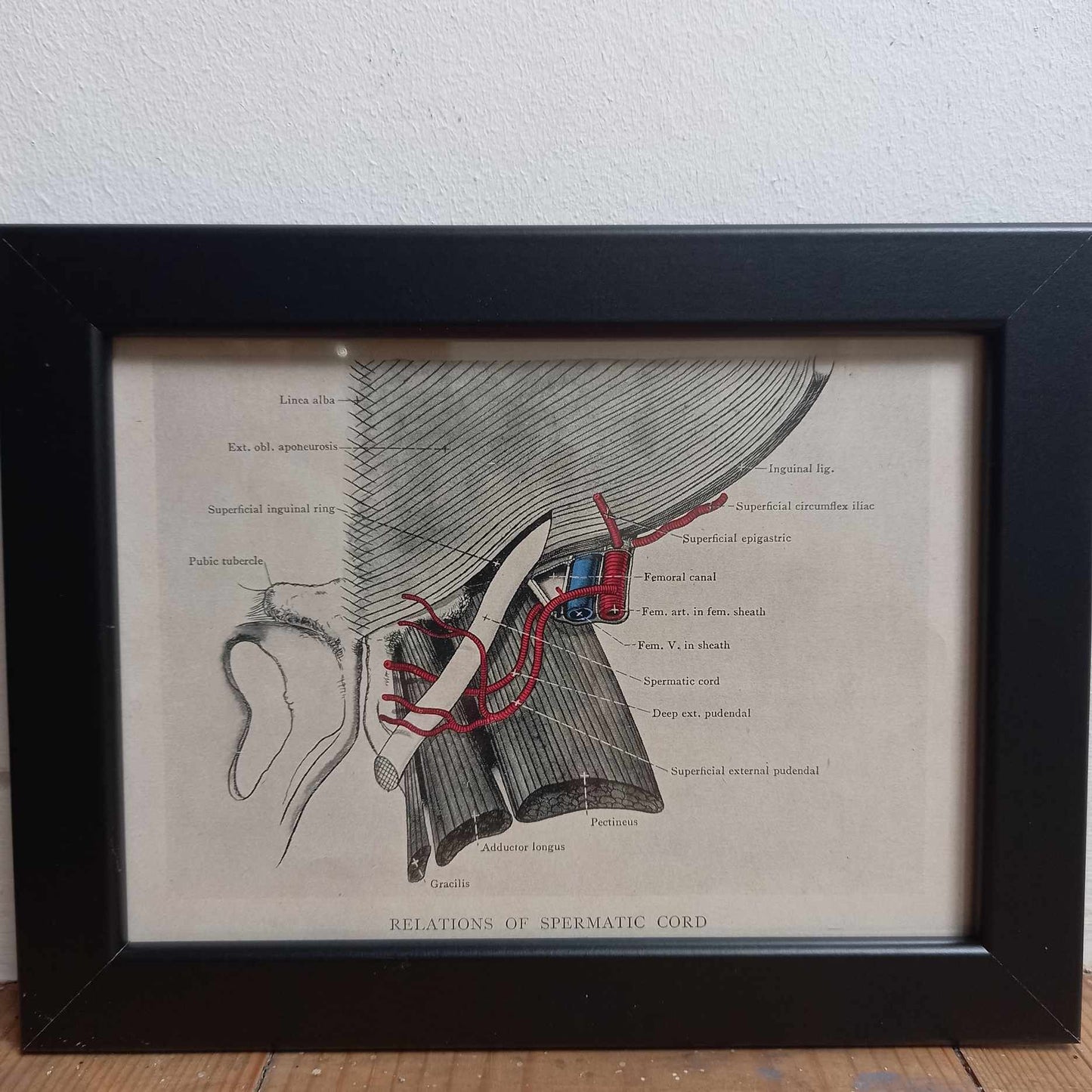 Antique Coloured Anatomical Diagrams