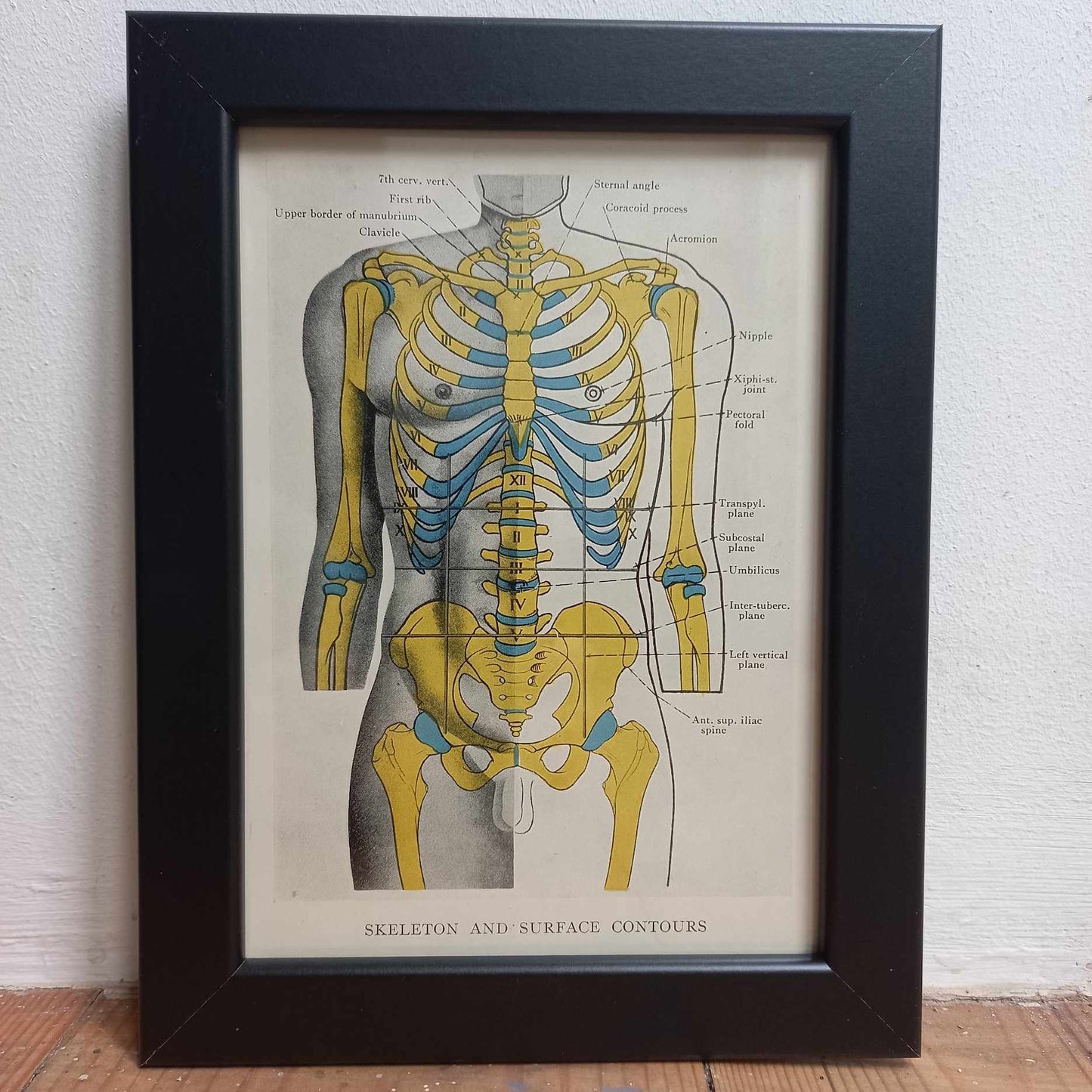 Antique Coloured Anatomical Diagrams