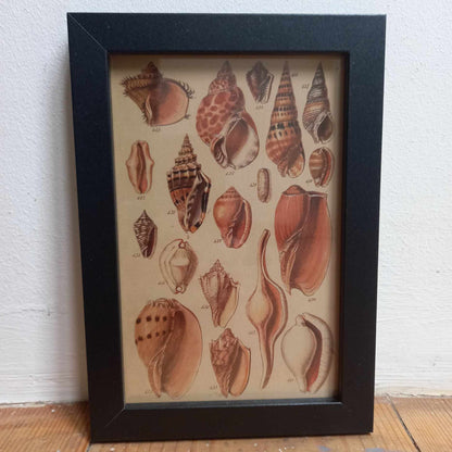 Framed Illustrations (Anatomical and more)