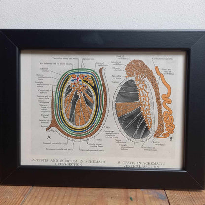 Antique Coloured Anatomical Diagrams