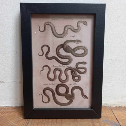 Framed Illustrations (Anatomical and more)