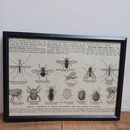 Framed Animal Related Diagrams