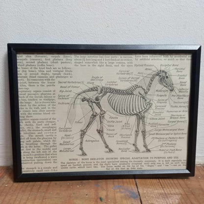 Framed Animal Related Diagrams