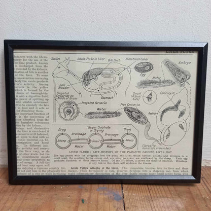 Framed Animal Related Diagrams