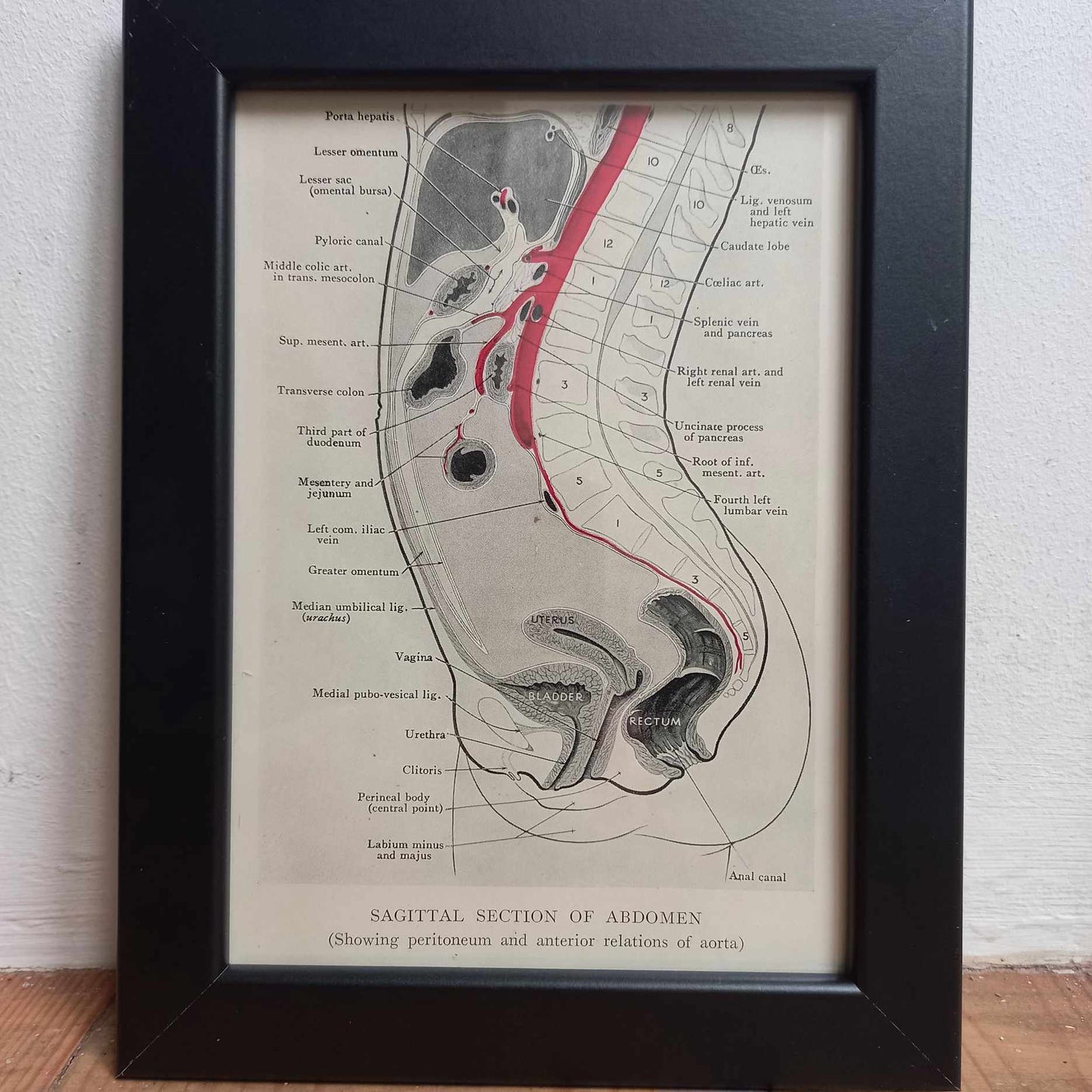 Antique Coloured Anatomical Diagrams