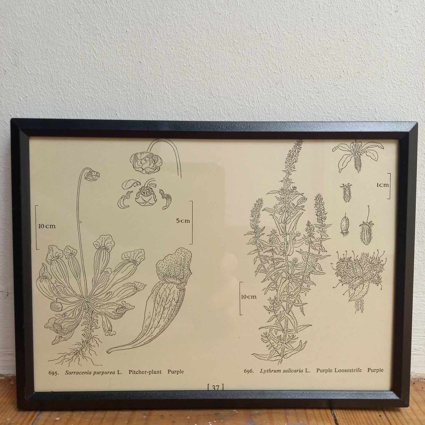 Framed UK Flower Illustrations