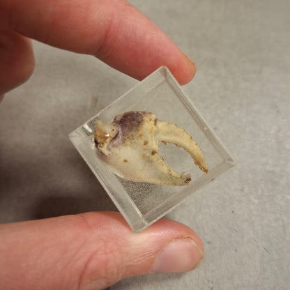 Crab Hand