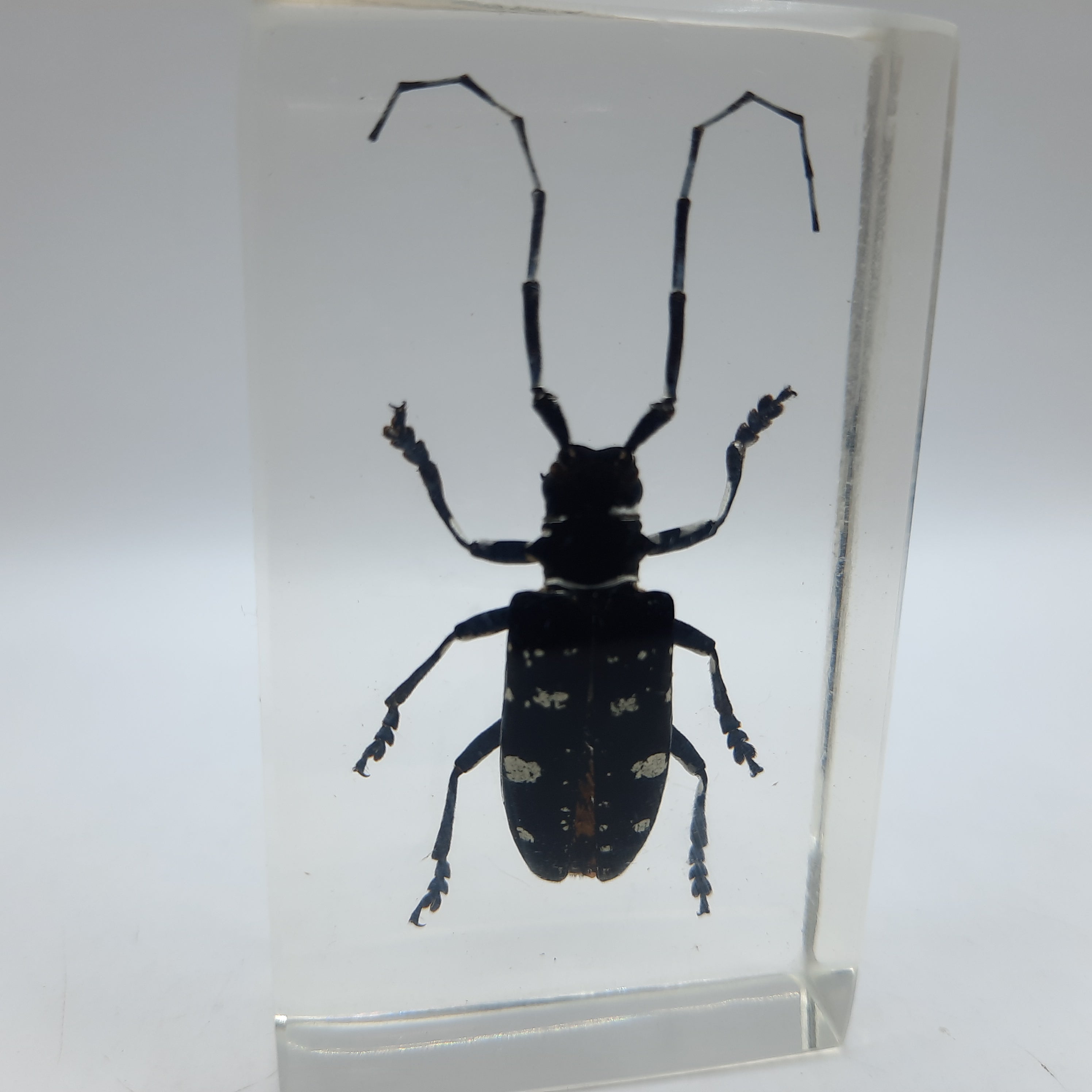 Insect Specimens RELOADED