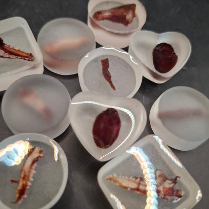 Bits Of Mole