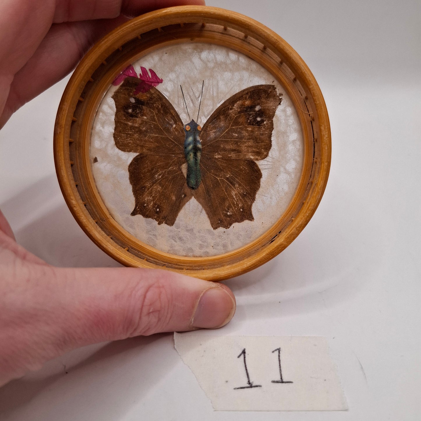 Butterfly Coasters