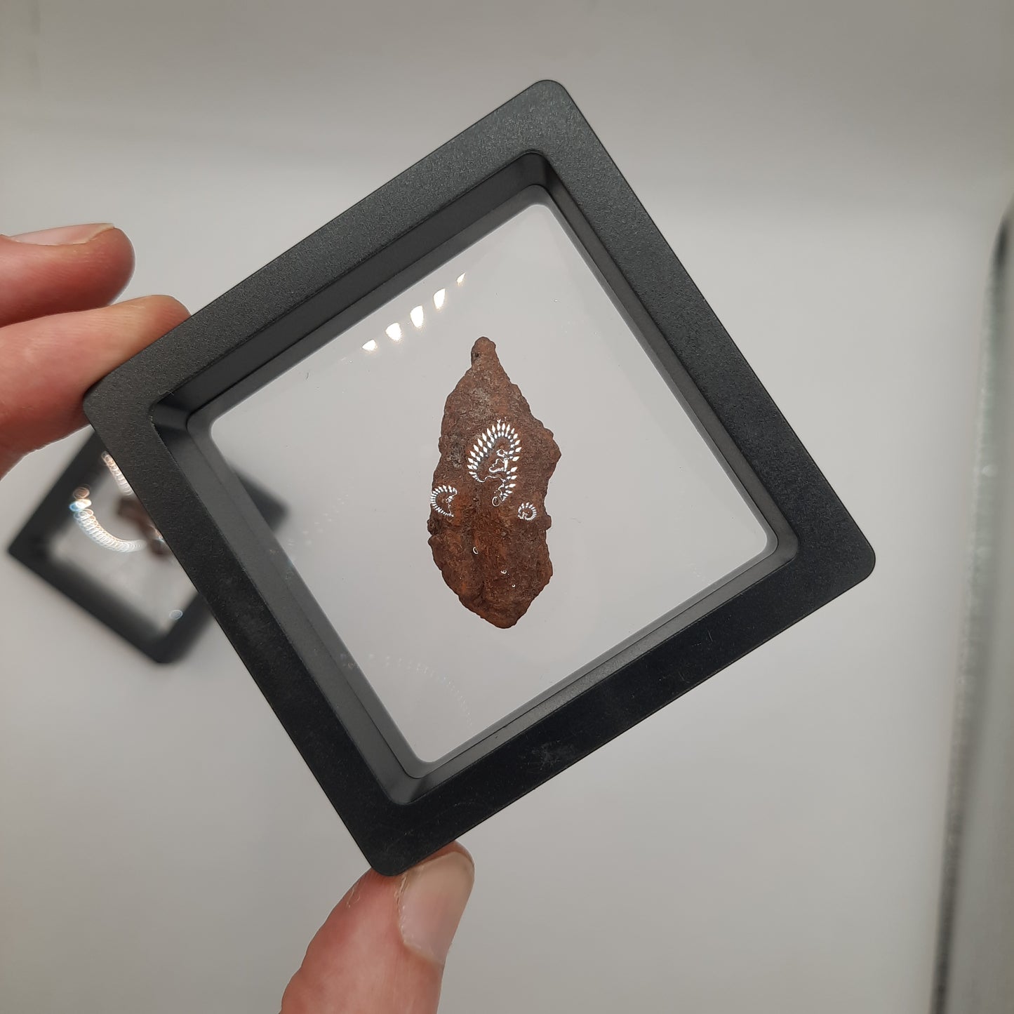 Framed Fossilised Shit