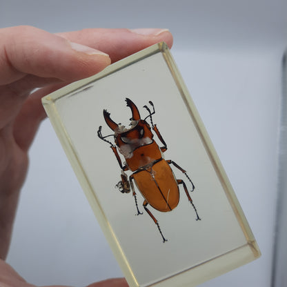 Insect Specimens RELOADED