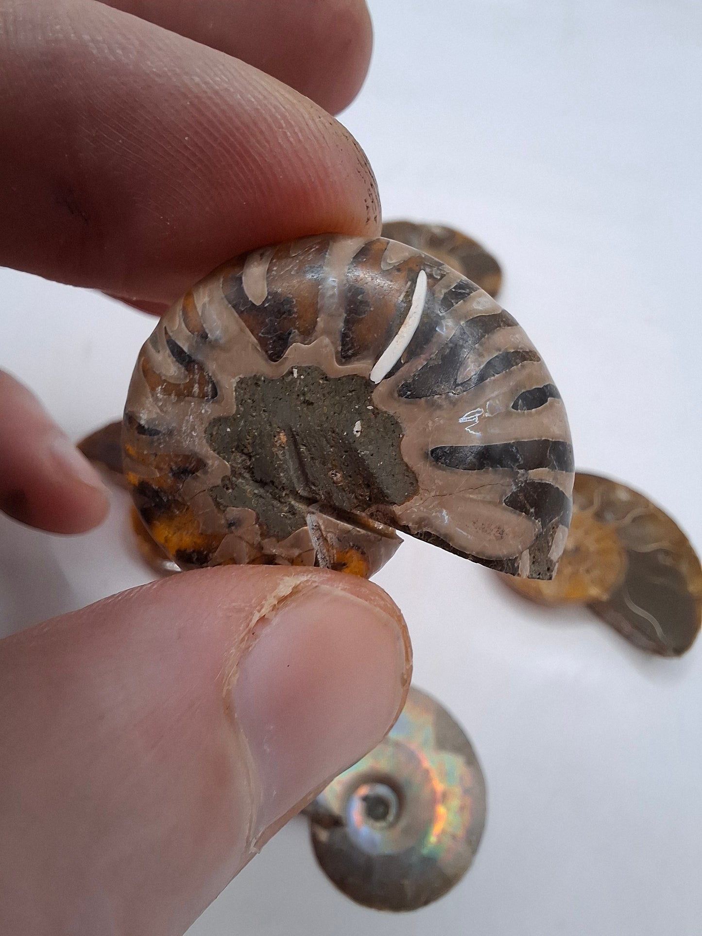 Ammonite Half