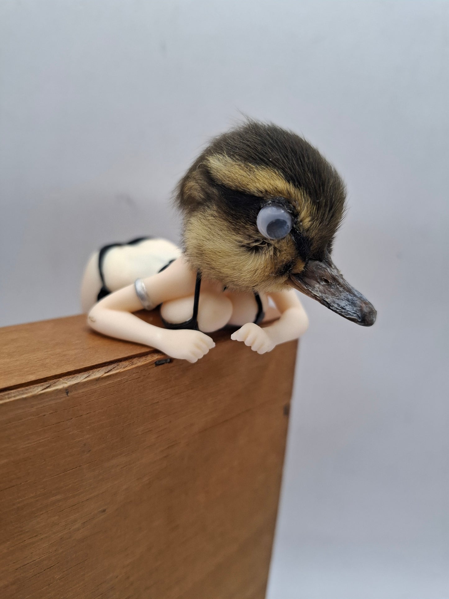 Peeping Duck