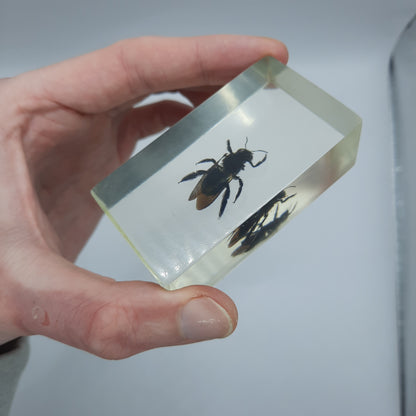 Insect Specimens RELOADED