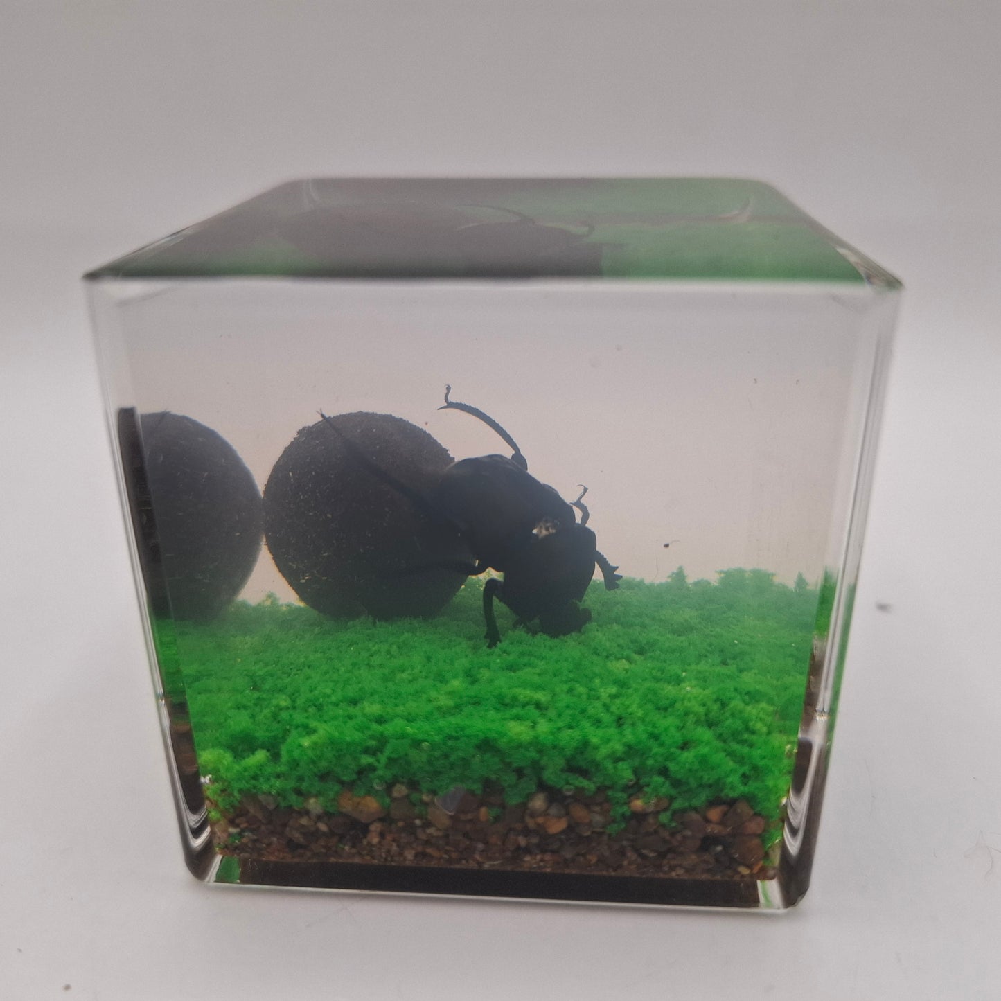 Dung Beetle