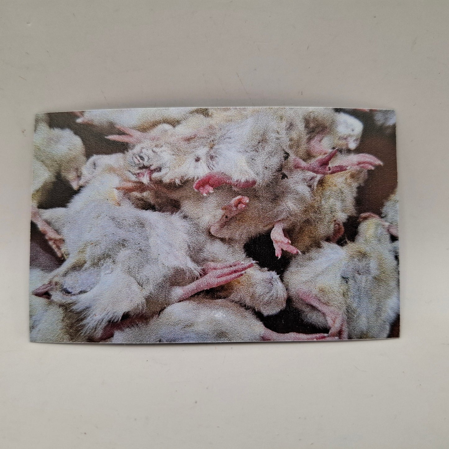 Pile of Dead Chicks Magnet