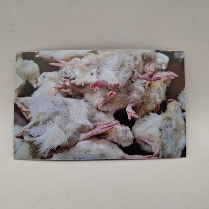 Pile of Dead Chicks Magnet