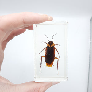 Insect Specimens RELOADED