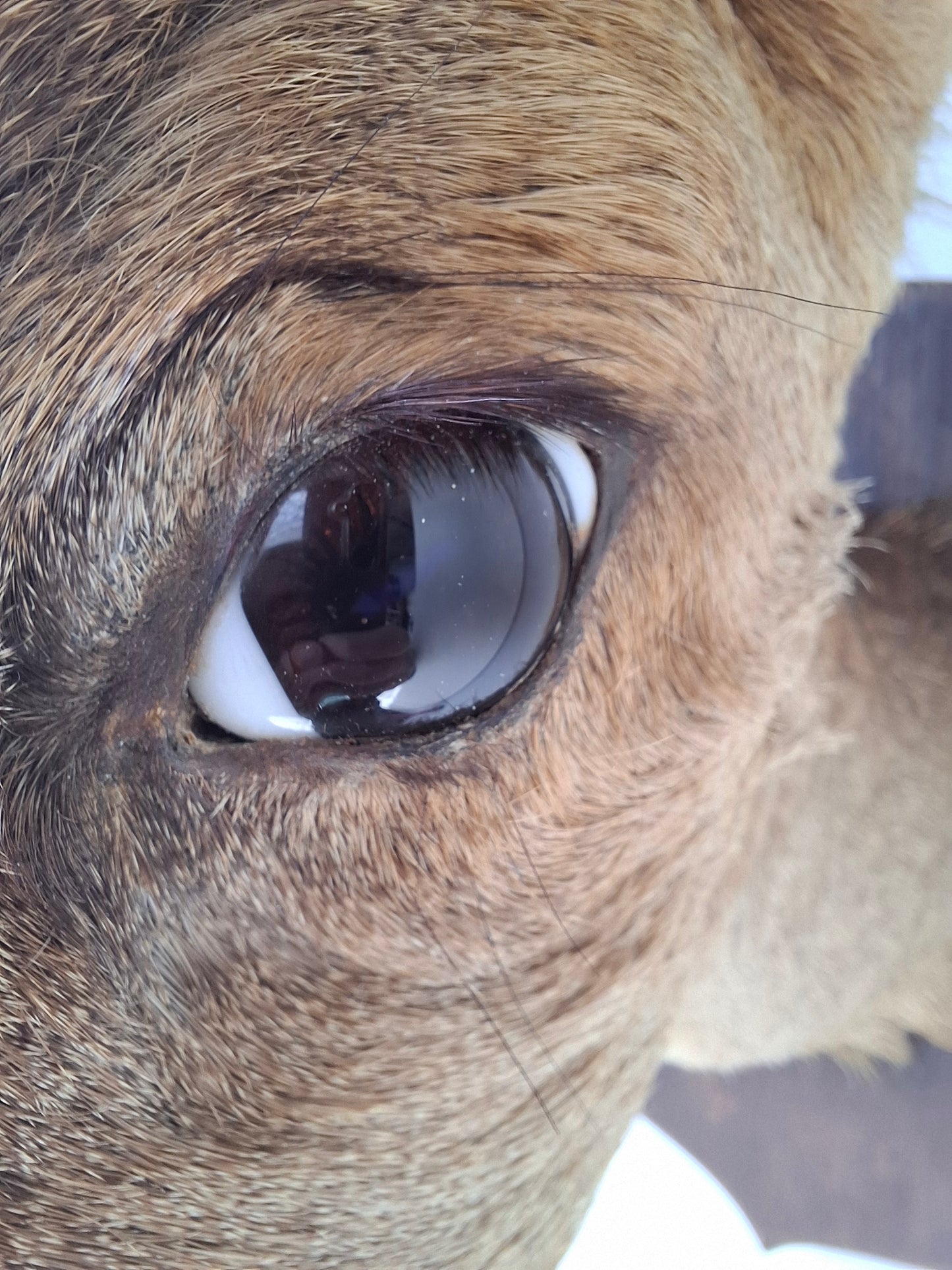 Deer Head (UK Only)